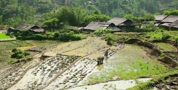 Farming Plowing Ox No Tractor Farm Vietnam 2 Farming Plowing Ox No Tractor Farm Vietnam 2