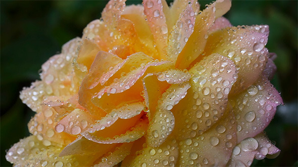 Wet Rose Wet Rose