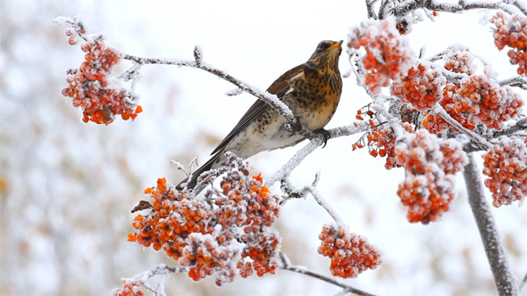 Thrush Eating Rowan Berry Thrush Eating Rowan Berry
