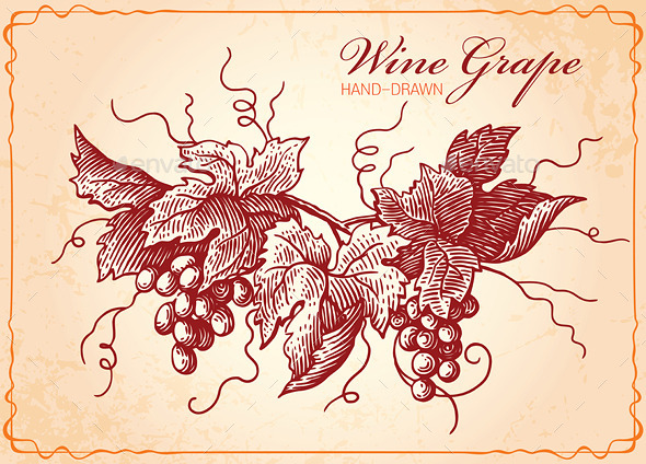 GraphicRiver Wine Grapes Vintage Style Illustration 9983571 GraphicRiver Wine Grapes Vintage Style Illustration 9983571