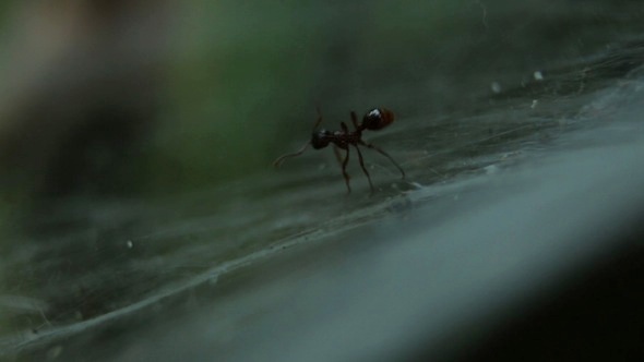 Ant Entangled in a Web Ant Entangled in a Web