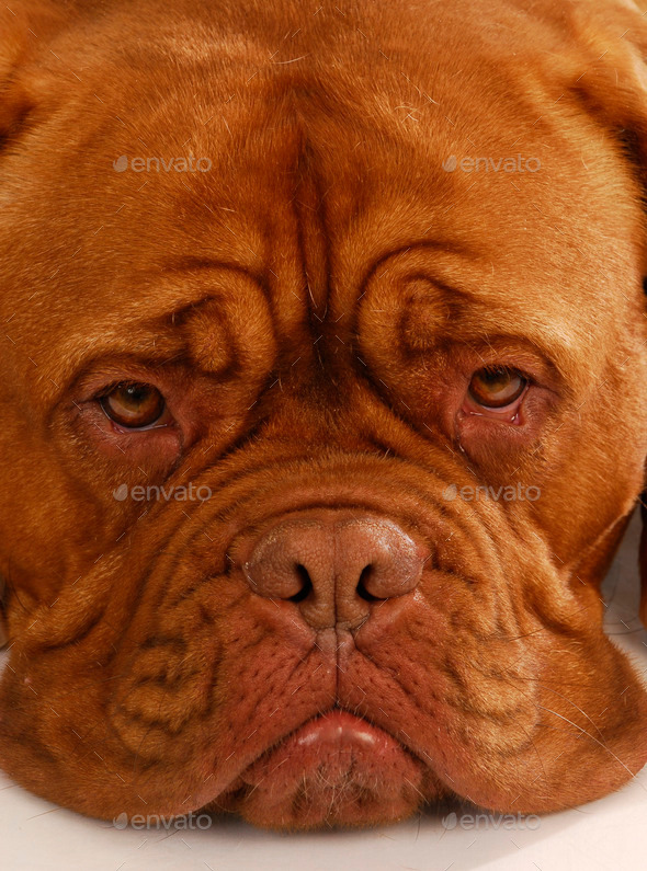 dogue de bordeaux (Misc) Photo Download
