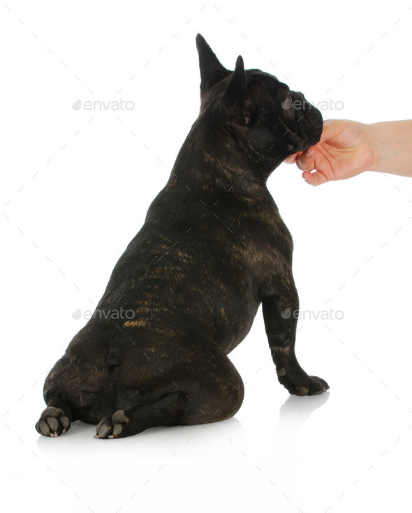 hand holding dog (Misc) Photo Download