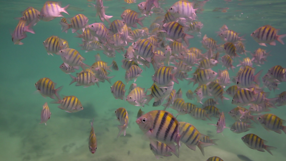 Caribbean Fish Underwater Mexico Coast 11 Caribbean Fish Underwater Mexico Coast 11