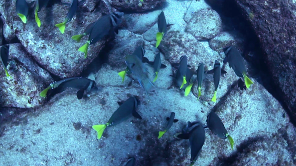 Fish Mexico Diving Baja California Sur 2 Fish Mexico Diving Baja California Sur 2