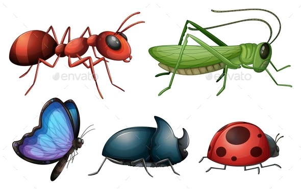 GraphicRiver Various Insects and Bugs 9994787 GraphicRiver Various Insects and Bugs 9994787