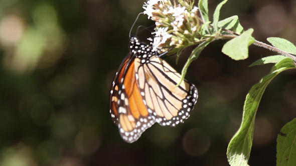 Monarch Butterfly Sanctuary Mexico 49 Monarch Butterfly Sanctuary Mexico 49