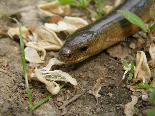 Slow worm, blind worm (Anguis Fragilis)