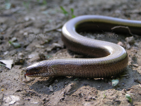 Slow worm, blind worm (Anguis Fragilis)