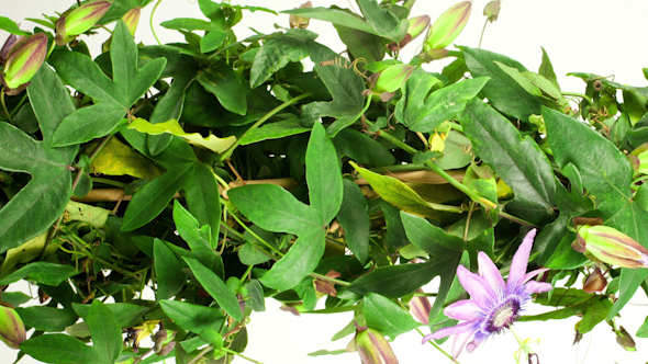 Passiflora Growing 6 Passiflora Growing 6