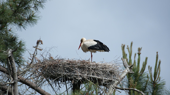Storks Birds Nesting Park Water 7 Storks Birds Nesting Park Water 7
