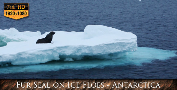 Fur Seal on Ice Floes Antarctica Fur Seal on Ice Floes Antarctica
