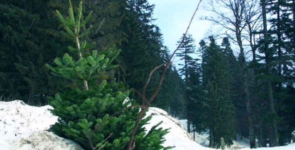 Christmas Tree in Snowing Forest