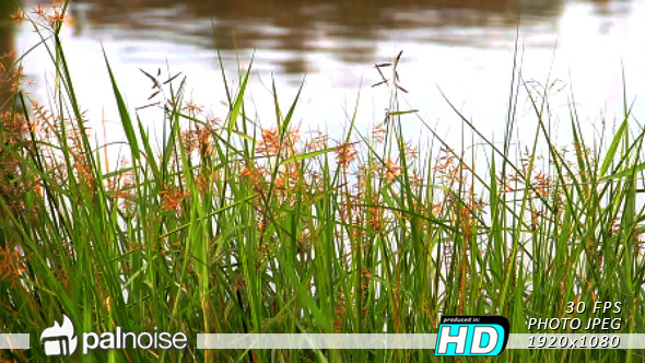 River Plant Dancing Wind River Plant Dancing Wind