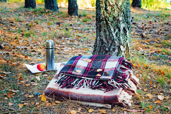 Two plaid relaxing in the woods for two and Breakfast.
