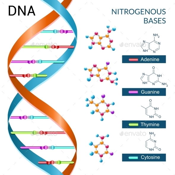 Dna Bases Poster (Organic Objects)