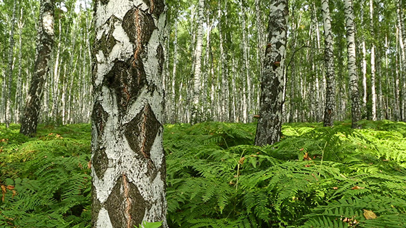 Summer Birch Forest Summer Birch Forest