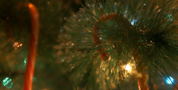 Christmas Cane on The Christmas Tree 2 Christmas Cane on The Christmas Tree 2