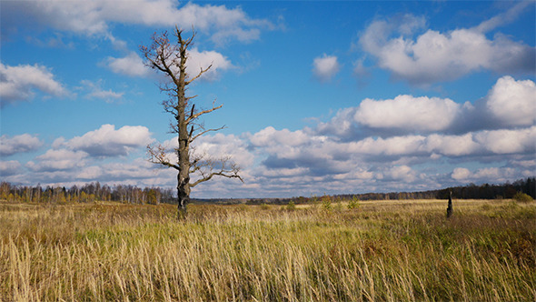 Bare Tree Bare Tree