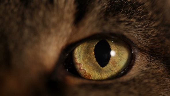 Cat s Eye Cat s Eye
