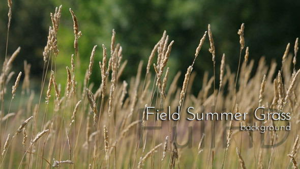 Summer Field Grass Summer Field Grass