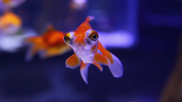 Telescope Goldfish In Aquarium Telescope Goldfish In Aquarium