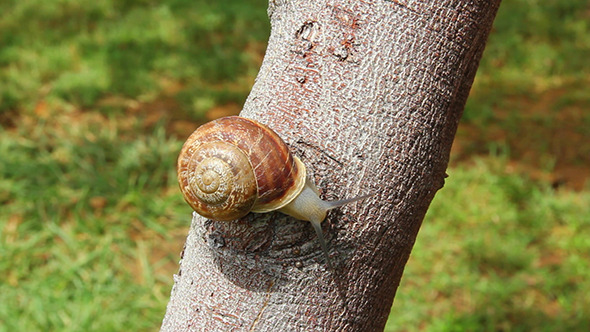 Snail On Tree Snail On Tree
