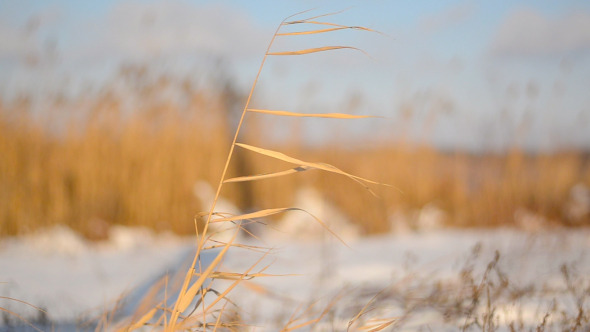 Dry Grass Dry Grass