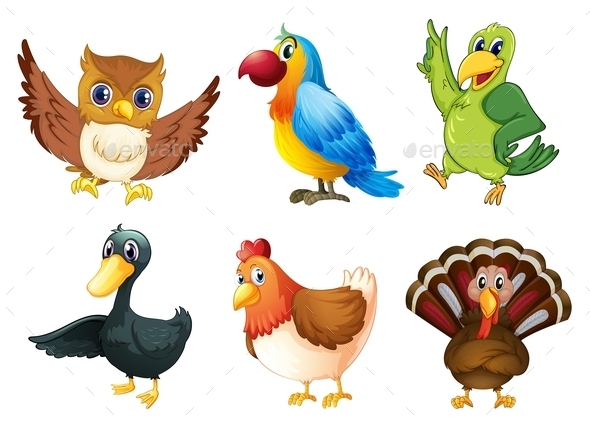 Six different species of birds Six different species of birds