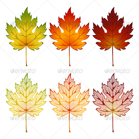 Set of leaves Set of leaves