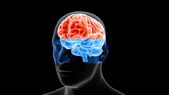 Male Brain Male Brain
