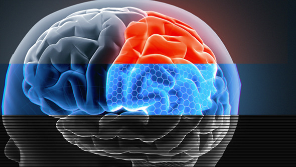 Male Brain 3 Male Brain 3