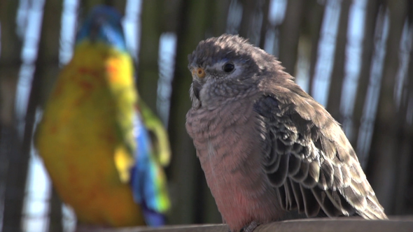 VideoHive Bird 029 10071485 VideoHive Bird 029 10071485