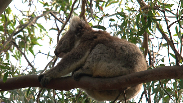 Koala 011 Koala 011