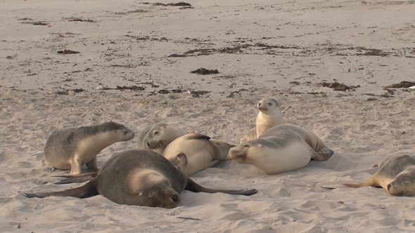 Sea Lion 01 Sea Lion 01