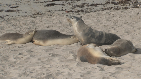 VideoHive Sea Lion 010 10071702 VideoHive Sea Lion 010 10071702