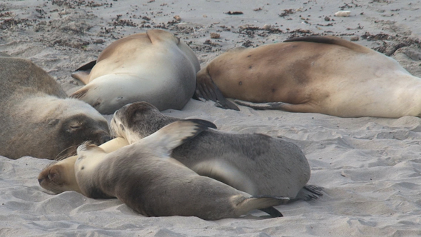 VideoHive Sea Lion 012 10071711 VideoHive Sea Lion 012 10071711