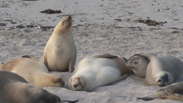 VideoHive Sea Lion 016 10071749 VideoHive Sea Lion 016 10071749