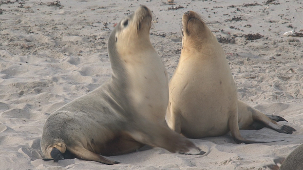 VideoHive Sea Lion 027 10071850 VideoHive Sea Lion 027 10071850