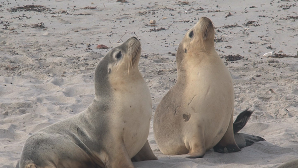 VideoHive Sea Lion 028 10071866 VideoHive Sea Lion 028 10071866