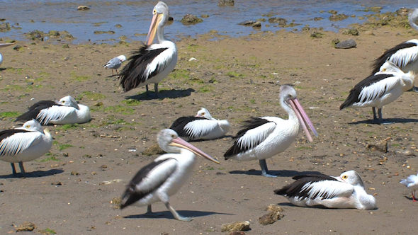 VideoHive Pelican 017 10072055 VideoHive Pelican 017 10072055