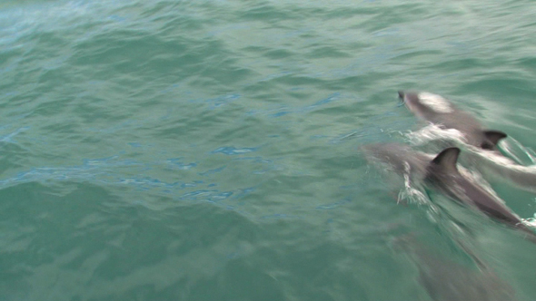VideoHive Dusky Dolphins 2 10071875 VideoHive Dusky Dolphins 2 10071875