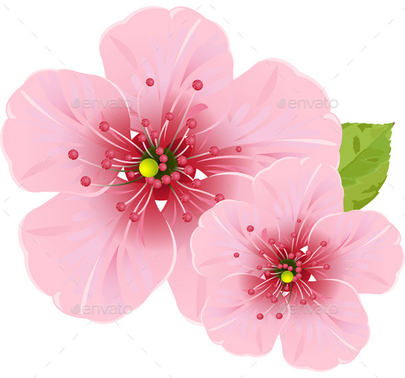 GraphicRiver Cherry Blossom Flowers 10072030 GraphicRiver Cherry Blossom Flowers 10072030