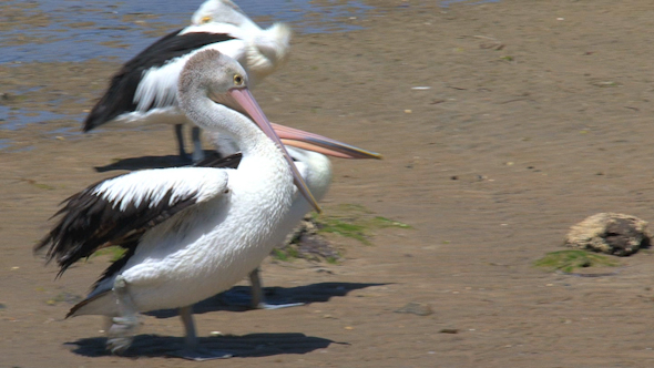 Pelican 023 Pelican 023