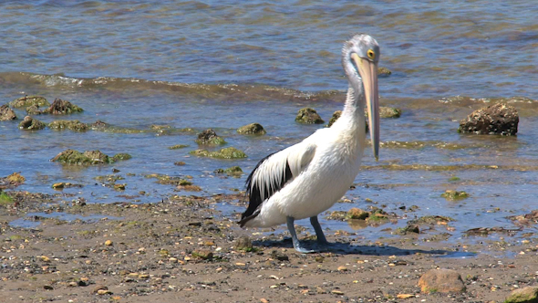 VideoHive Pelican 029 10072150 VideoHive Pelican 029 10072150
