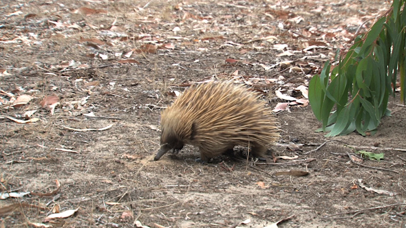 VideoHive Echidna 036 10072587 VideoHive Echidna 036 10072587
