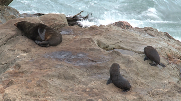 VideoHive Seals In New Zealand 12 10072588 VideoHive Seals In New Zealand 12 10072588