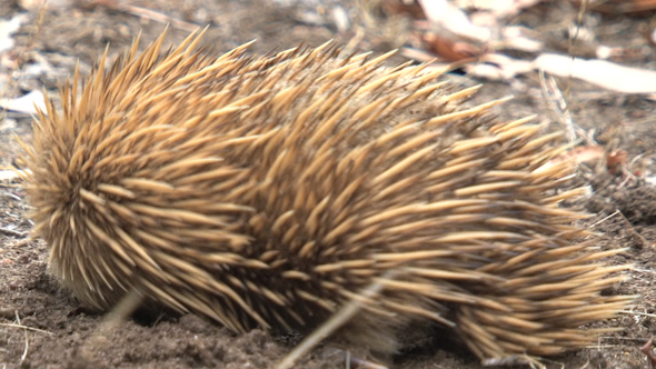 VideoHive Echidna 037 10072615 VideoHive Echidna 037 10072615