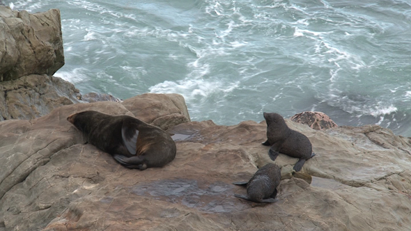 VideoHive Seals In New Zealand 13 10072605 VideoHive Seals In New Zealand 13 10072605