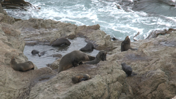 VideoHive Seals In New Zealand 18 10072652 VideoHive Seals In New Zealand 18 10072652